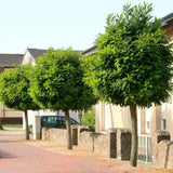 Salcam Globular (Robinia Pseudoacacia Umbraculifera)