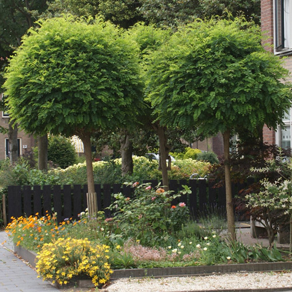Salcam Globular (Robinia Pseudoacacia Umbraculifera)