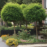 Salcam Globular (Robinia Pseudoacacia Umbraculifera)