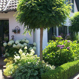 Salcam Globular (Robinia Pseudoacacia Umbraculifera)