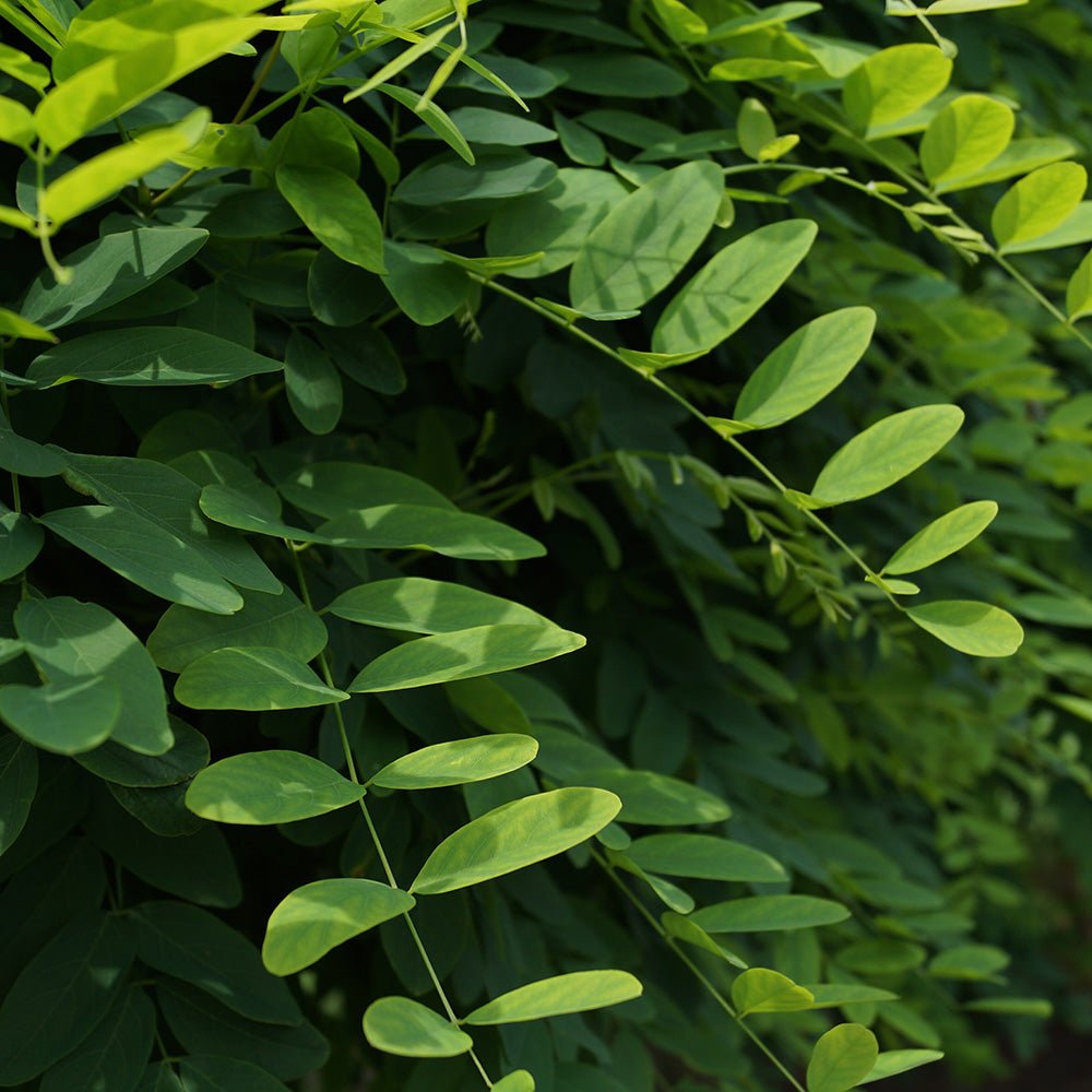 Salcam Globular (Robinia Pseudoacacia Umbraculifera)