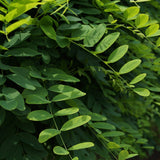 Salcam Globular (Robinia Pseudoacacia Umbraculifera)