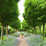 Salcam Globular (Robinia Pseudoacacia Umbraculifera)