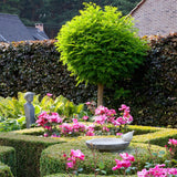 Salcam Globular (Robinia Pseudoacacia Umbraculifera)