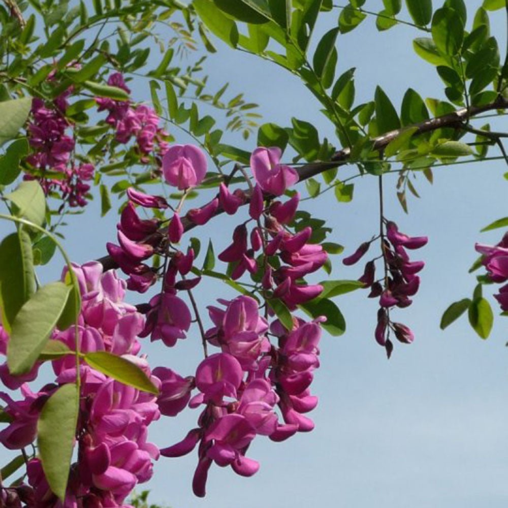 Acacia Casque Rouge, с розови цветя и сладък аромат