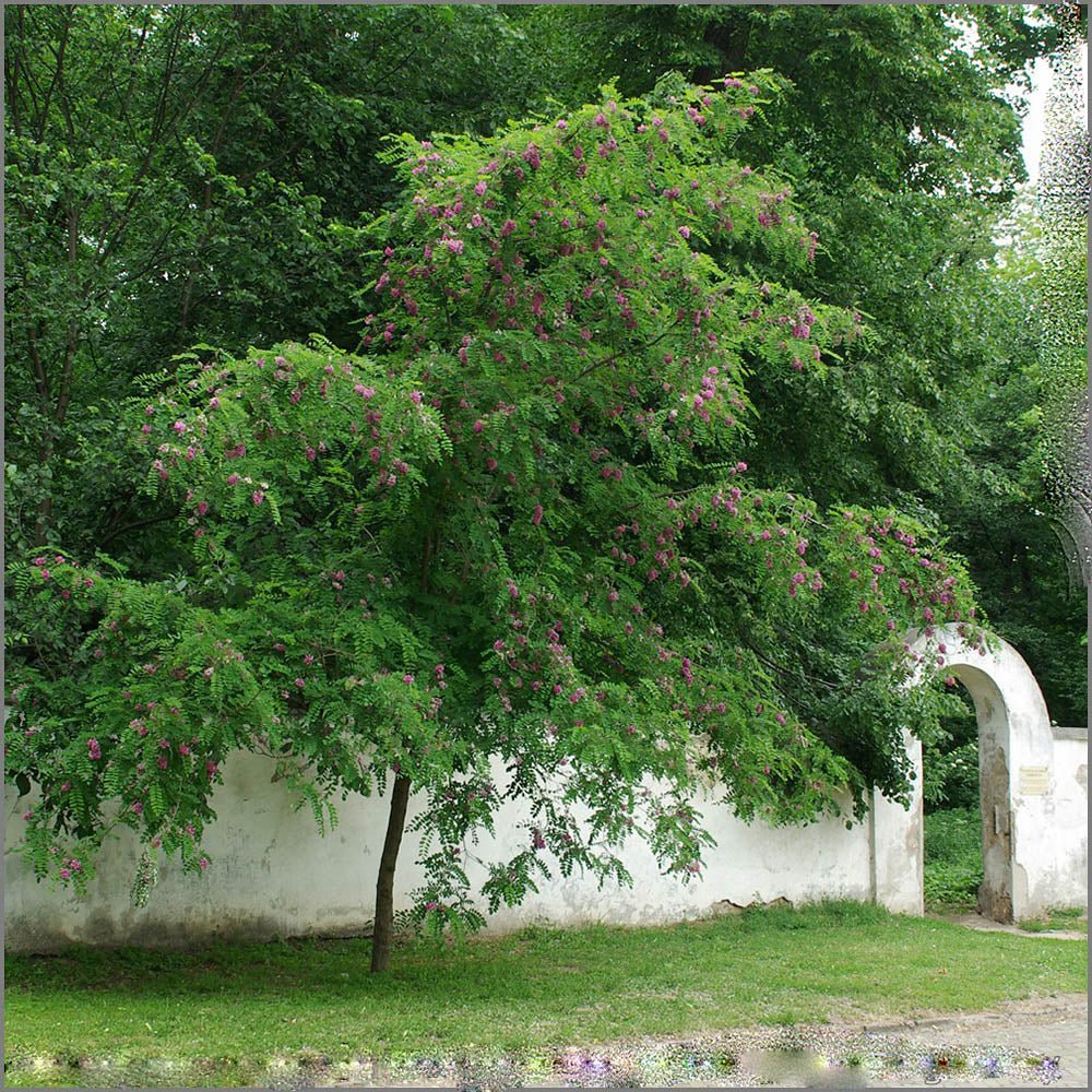 Acacia Casque Rouge, с розови цветя и сладък аромат