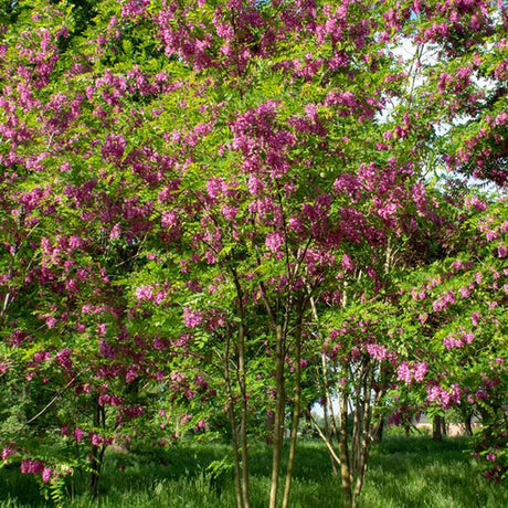 Acacia Casque Rouge, с розови цветя и сладък аромат
