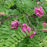 Acacia Casque Rouge, с розови цветя и сладък аромат