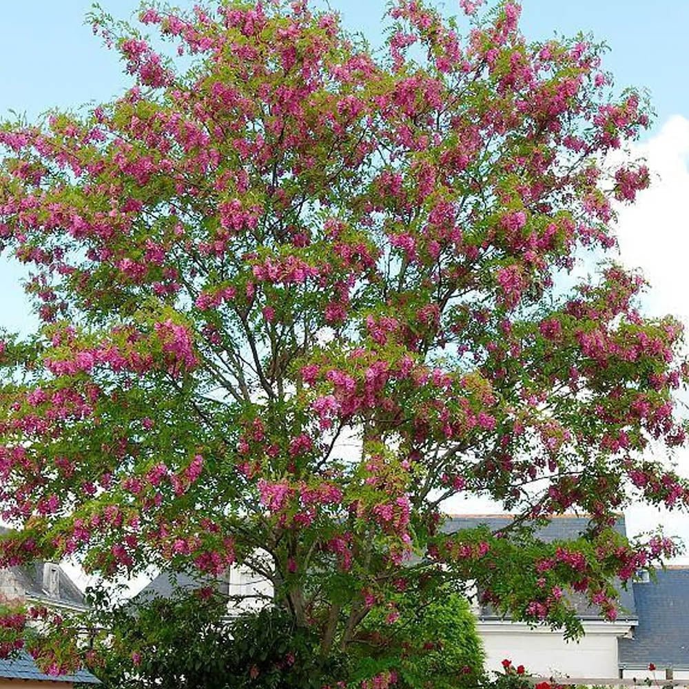 Acacia Casque Rouge, с розови цветя и сладък аромат