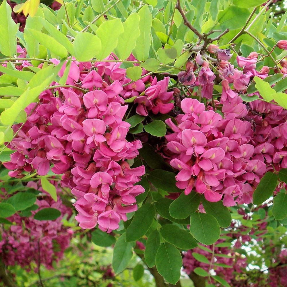Acacia Casque Rouge, с розови цветя и сладък аромат