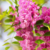 Acacia Casque Rouge, с розови цветя и сладък аромат