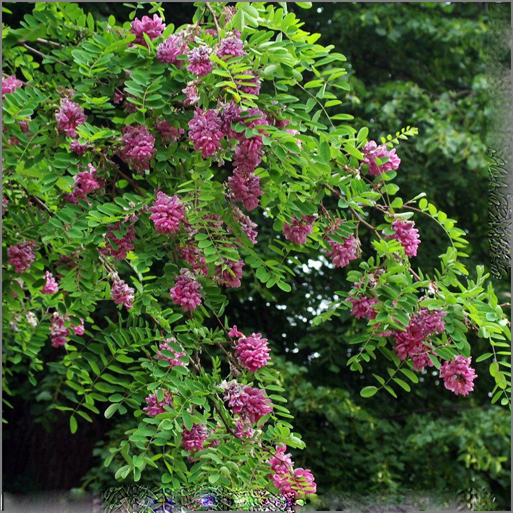 Acacia Casque Rouge, с розови цветя и сладък аромат