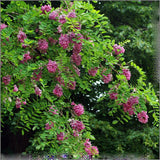 Acacia Casque Rouge, с розови цветя и сладък аромат