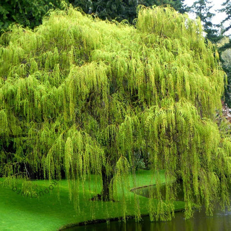 Плачеща златна върба (Salix Sepulcralis Chrysocoma)