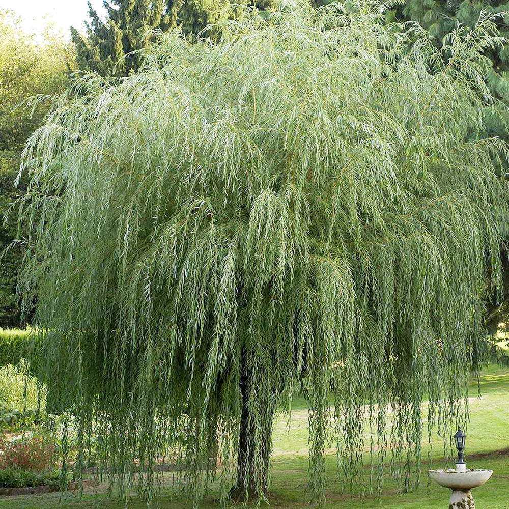 Плачеща златна върба (Salix Sepulcralis Chrysocoma)