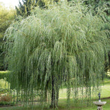 Плачеща златна върба (Salix Sepulcralis Chrysocoma)