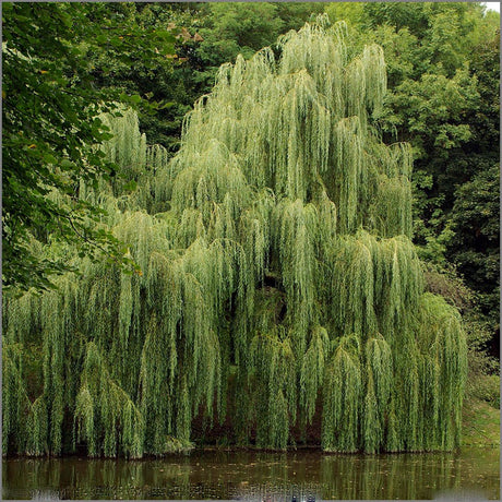 Плачеща златна върба (Salix Sepulcralis Chrysocoma)