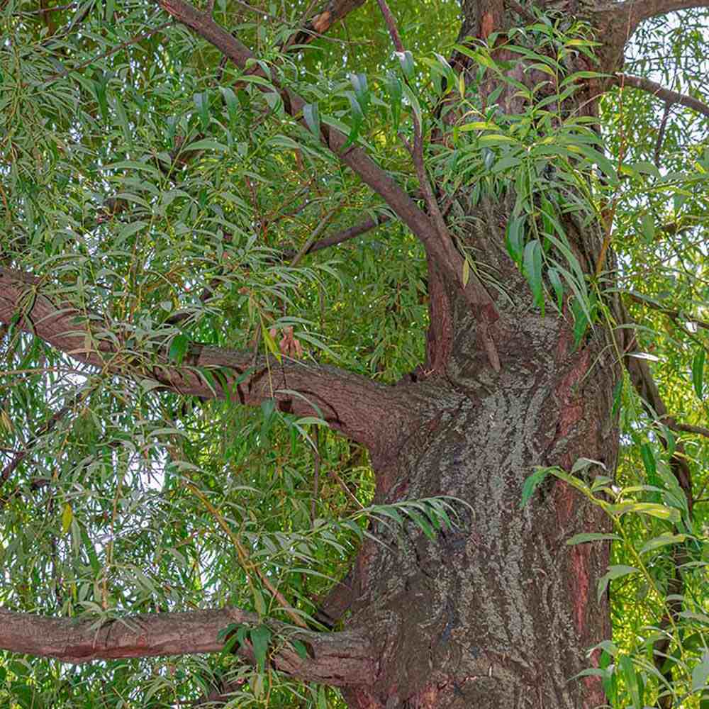 Плачеща златна върба (Salix Sepulcralis Chrysocoma)