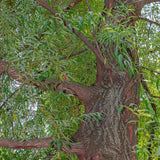 Плачеща златна върба (Salix Sepulcralis Chrysocoma)