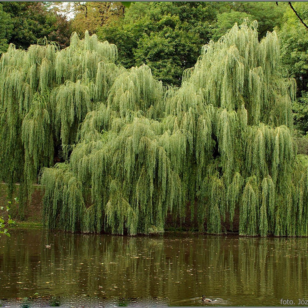 Плачеща златна върба (Salix Sepulcralis Chrysocoma)