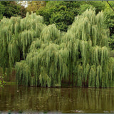 Плачеща златна върба (Salix Sepulcralis Chrysocoma)