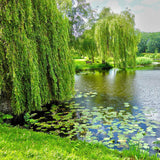 Плачеща златна върба (Salix Sepulcralis Chrysocoma)