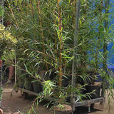 Salcie de Aur Plangatoare (Salix Sepulcralis Chrysocoma)