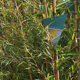 Salcie de Aur Plangatoare (Salix Sepulcralis Chrysocoma)