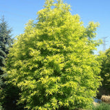 Salcie Golden Sunshine