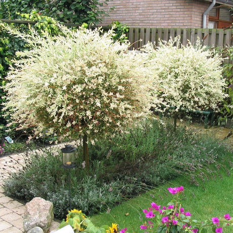 Salcie Japoneza Tricolora 'Flamingo' cu frunze roz, tip Hakuro Nishiki