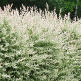 Salcie Japoneza Tricolora 'Flamingo' cu frunze roz, tip Hakuro Nishiki