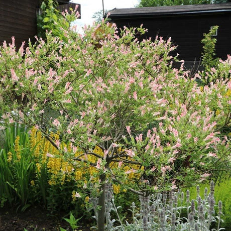 Salcie Japoneza Tricolora 'Flamingo' cu frunze roz, tip Hakuro Nishiki