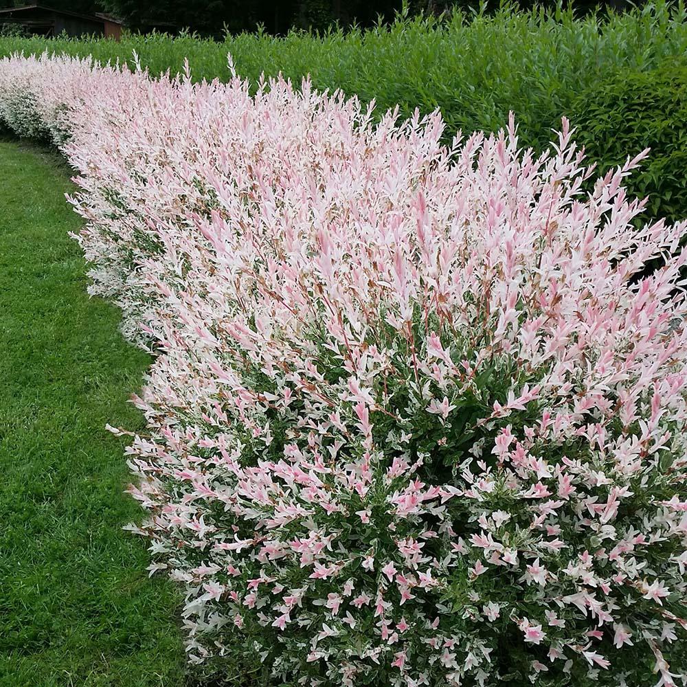 Японска върба Tricolor 'Flamingo' с розови листа, тип Hakuro Nishiki