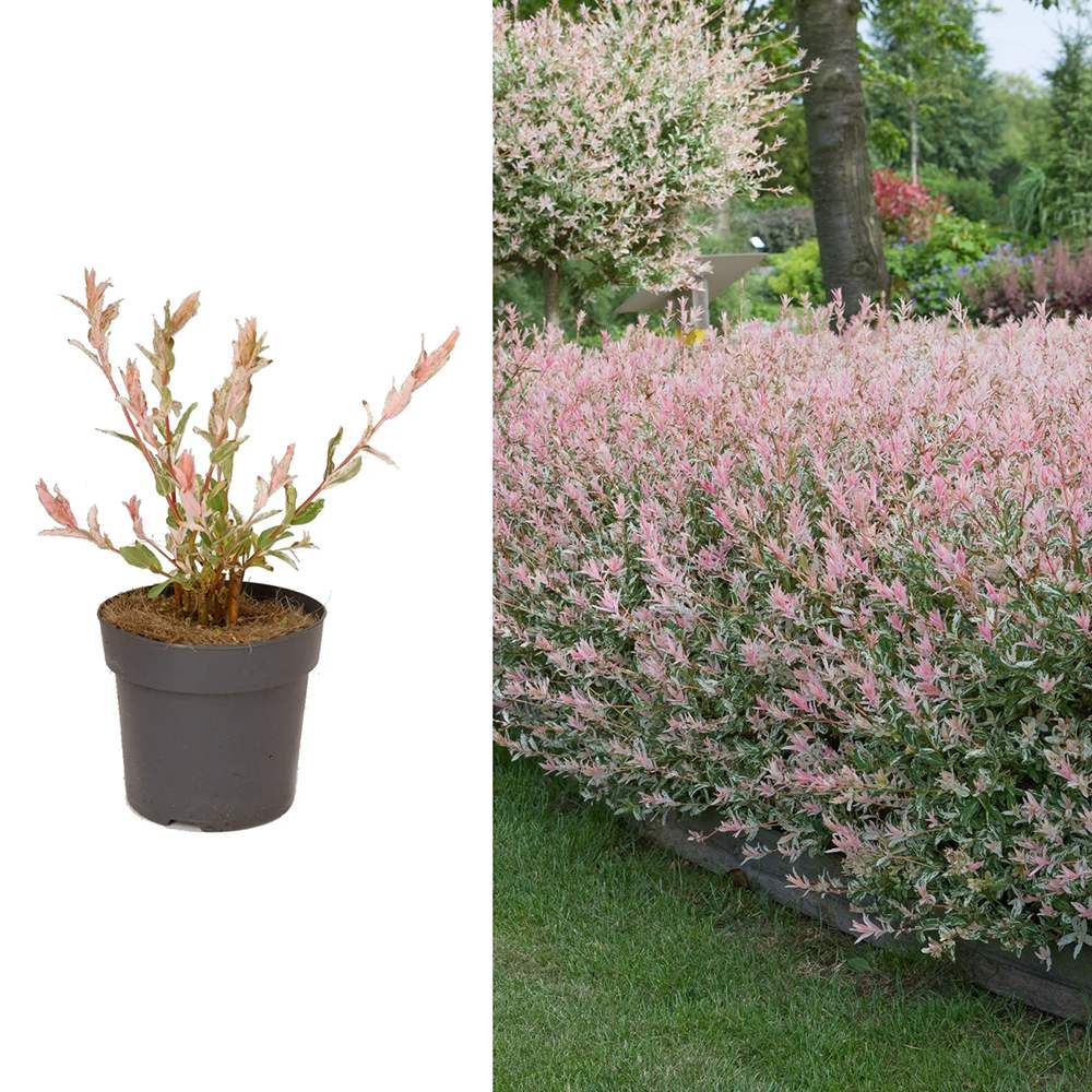 Японска върба Tricolor 'Flamingo' с розови листа, тип Hakuro Nishiki