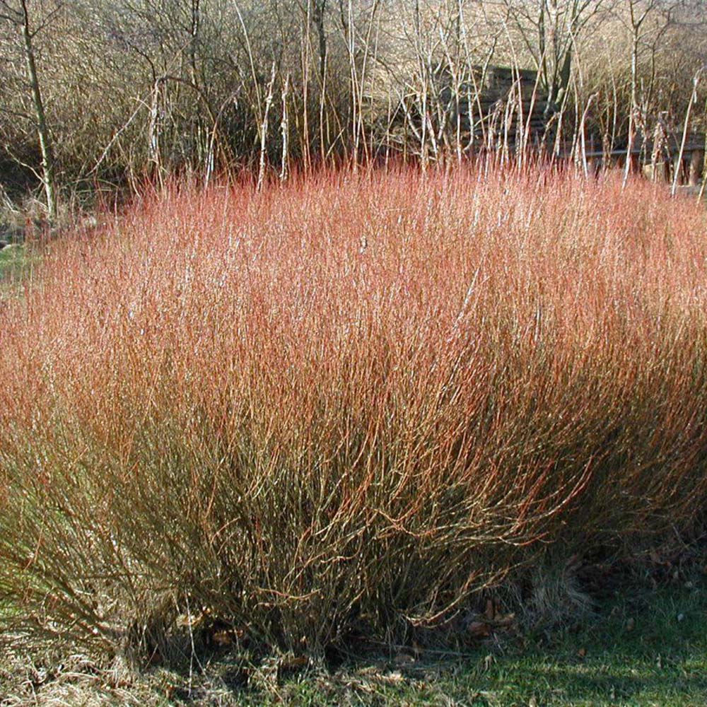 Salcie Purpurea Nana