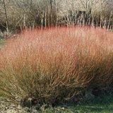 Salcie Purpurea Nana