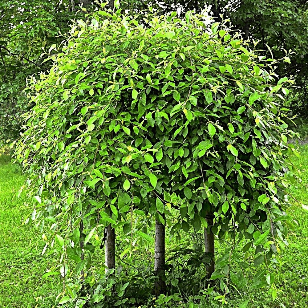 Salcie plangatoare Scotiana Kilmarnock