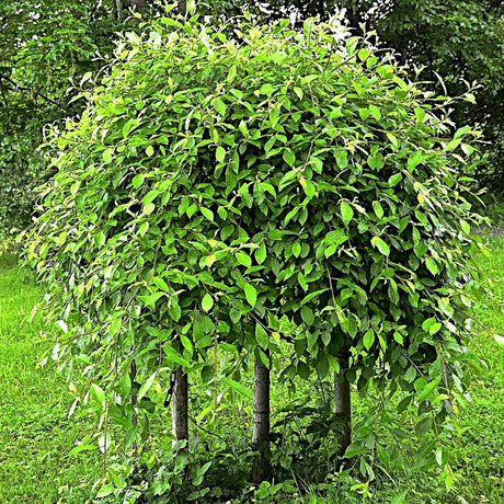 Salcie plangatoare Scotiana Kilmarnock