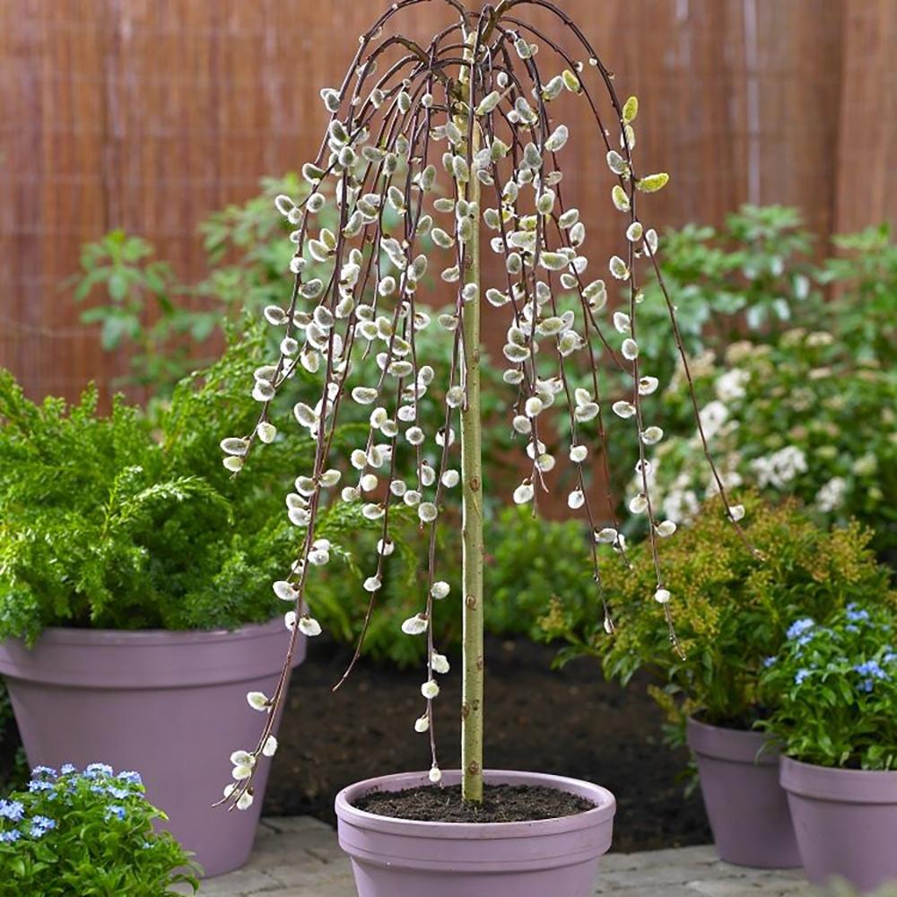 Salcie plangatoare Scotiana Kilmarnock