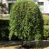 Salcie plangatoare Scotiana Kilmarnock