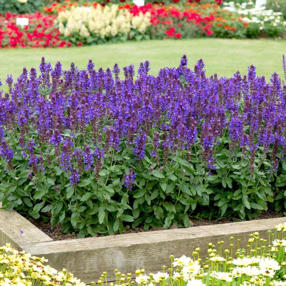 Salvie de Padure Blaukonigin, cu flori albastre-mov