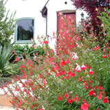 Salvie de Padure Hot Lips, cu flori bicolore alb-rosu