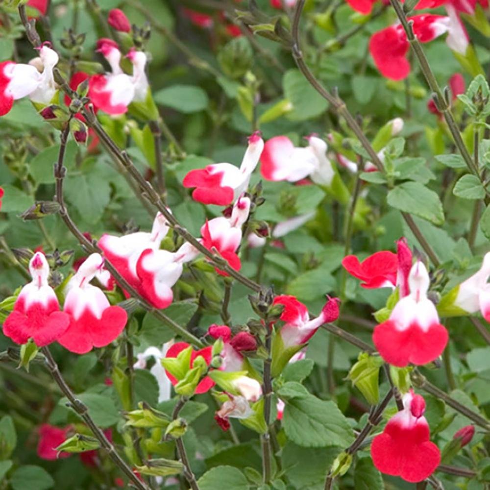 Salvie de Padure Hot Lips, cu flori bicolore alb-rosu