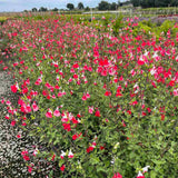 Salvie de Padure Hot Lips, cu flori bicolore alb-rosu