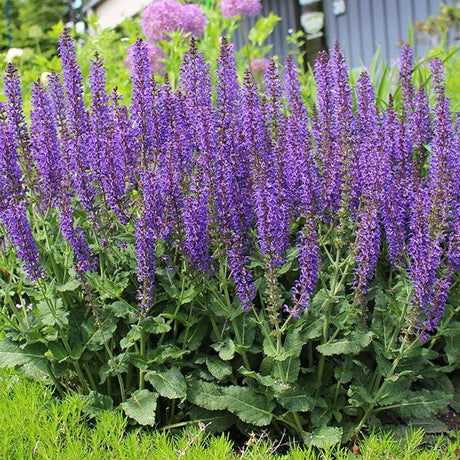 Salvie de Padure Midnight Purple, cu flori purpurii-inchis