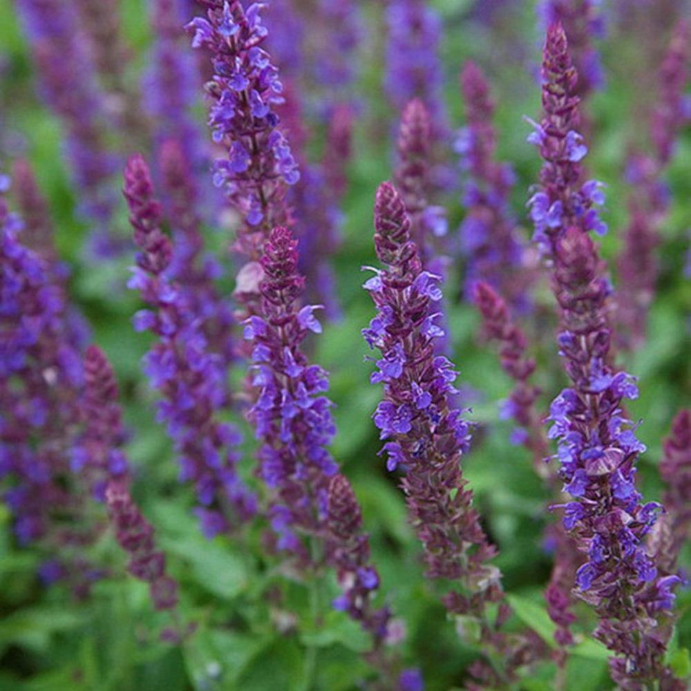 Salvie de Padure Ostfriesland, cu flori mov, parfum Intens