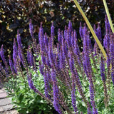 Salvie de Padure Ostfriesland, cu flori mov, parfum Intens