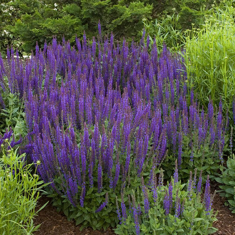 Salvie de Padure Ostfriesland, cu flori mov, parfum Intens