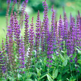 Salvie de Padure Ostfriesland, cu flori mov, parfum Intens