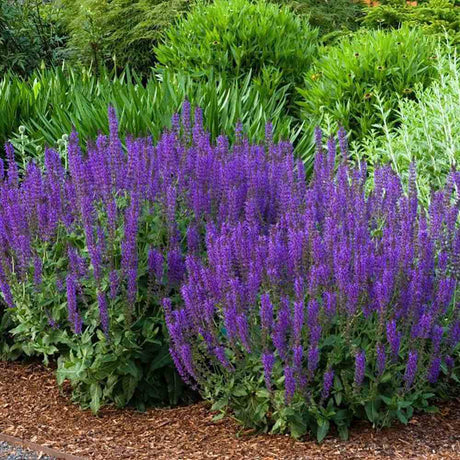 Salvie de Padure Ostfriesland, cu flori mov, parfum Intens